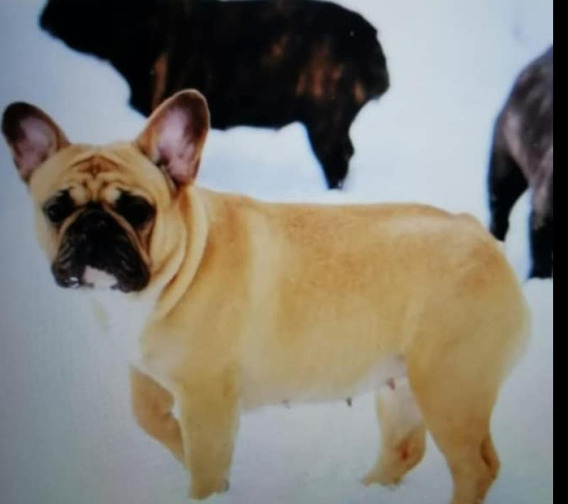 French bulldogs stolen from their home in North Kilkenny