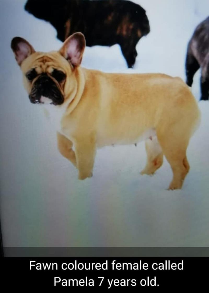 STOLEN: Garda appeal over theft of French bulldogs from Kilkenny City
