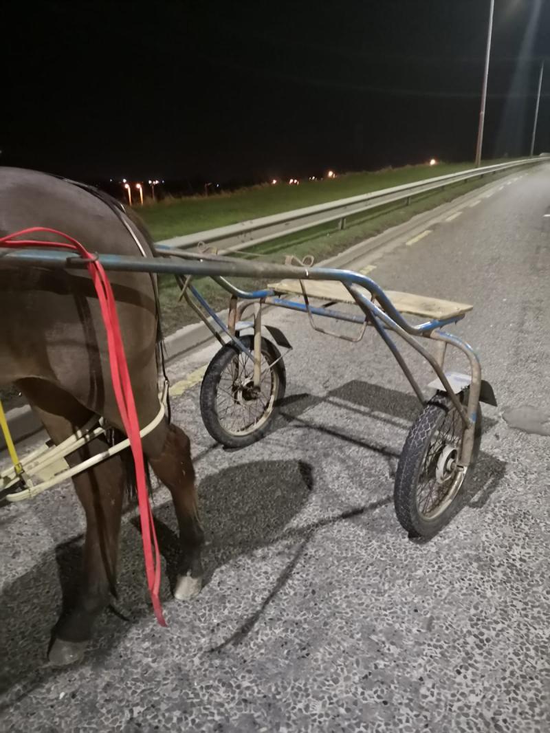 Arrests expected after horse and sulkie seized following road traffic incident in Kilkenny