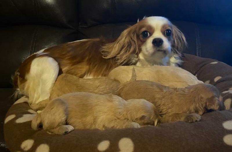 Litter of pups and their mother stolen in Laois
