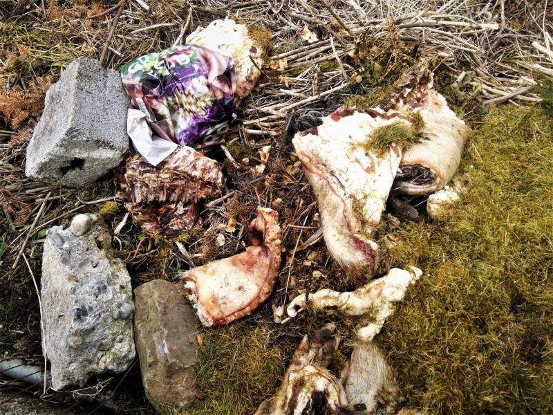 Calls for CCTV as second butchered pig dumped at Daly's Hill 