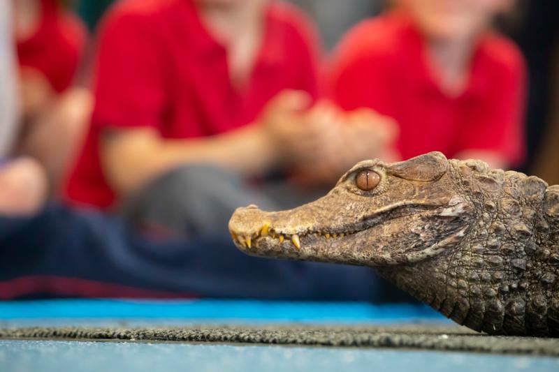 Bealtaine Living Earth Festival to feature Kilkenny Zoom Zoo