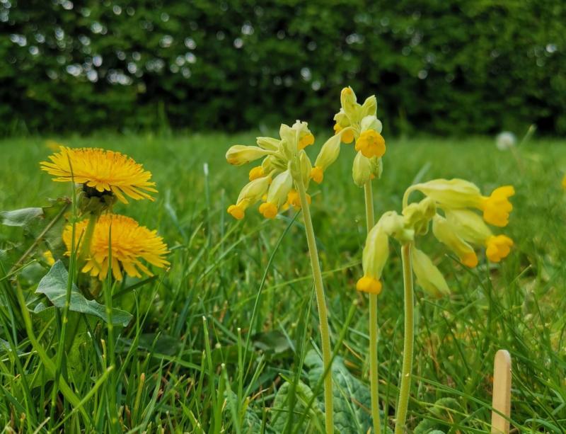 Approval for new biodiversity officer in Kilkenny to bolster local action for nature