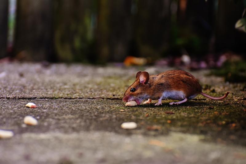 ALERT: Huge increase in callouts recorded as rodents venture further afield in search of food