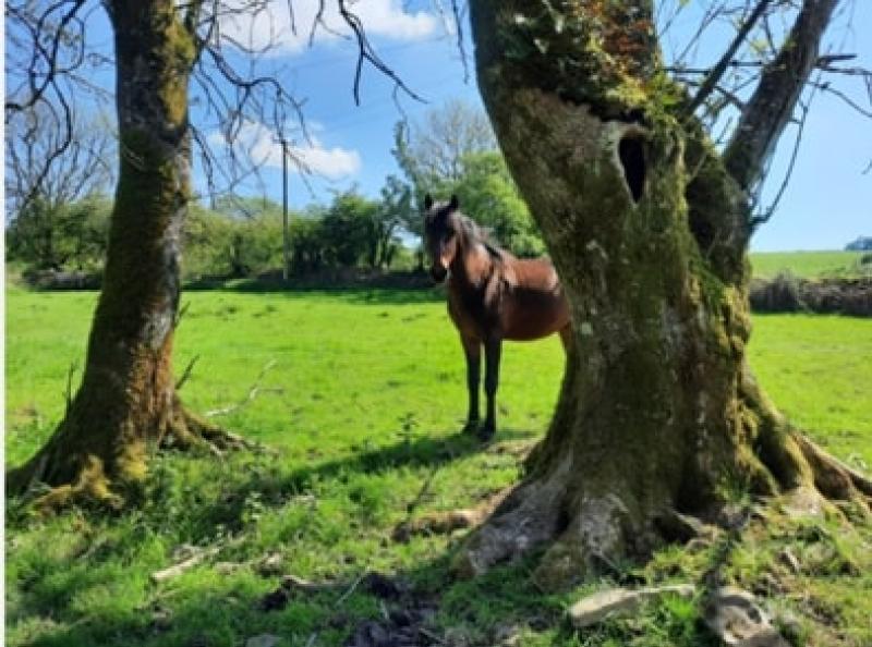 Kilkenny Kilkenny