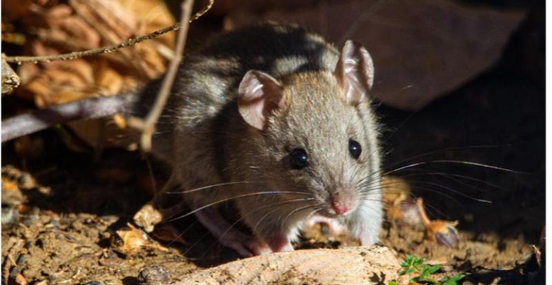 Rats and rodents 