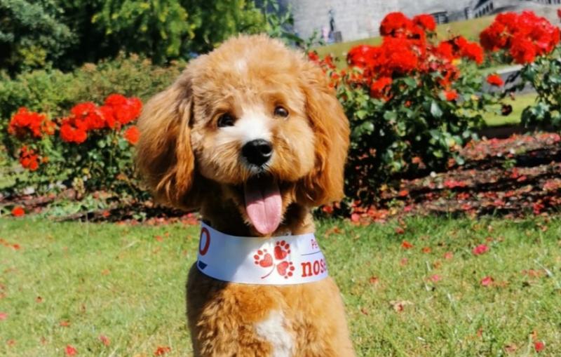 Bowie to represent Kilkenny at this year's 'Nose of Tralee' 