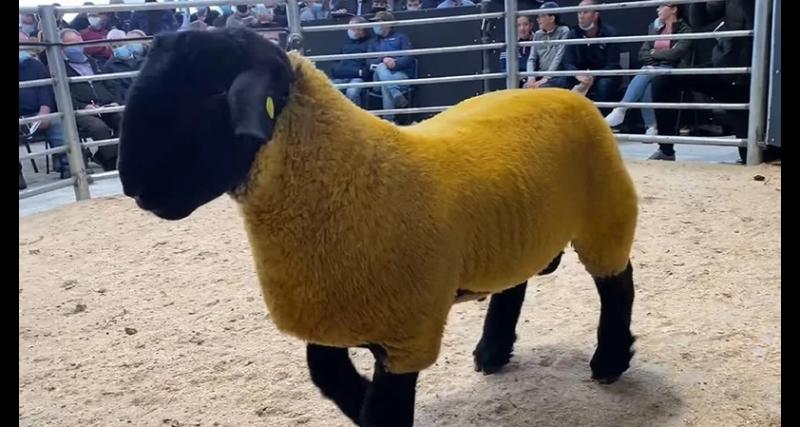 Ram sells for a record €44,000