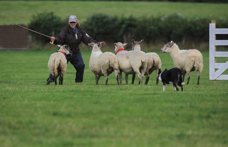 Kilkenny - sheepdog trials