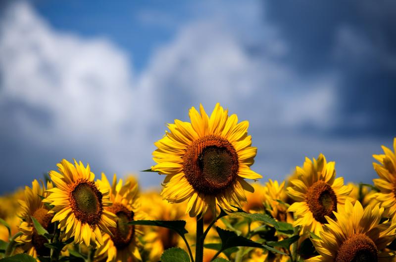 Free Entry: Kilkenny Sunflower Field opens to the public this weekend - for a good cause!