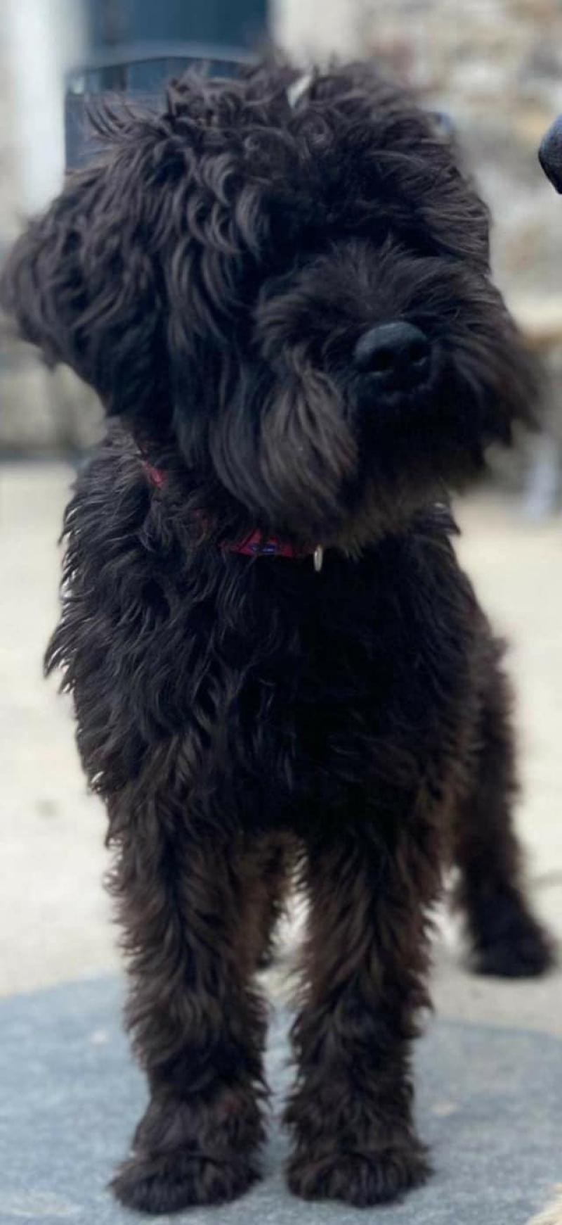 Can you help reunite Kilkenny pooch with her owners?
