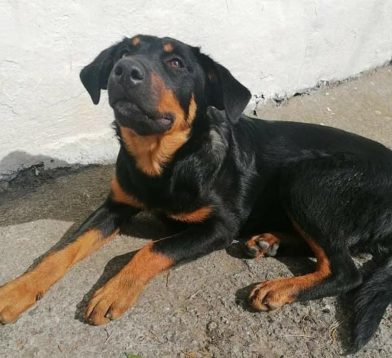 Kilkenny gardaí appeal for assistance to help track down owner of missing dog