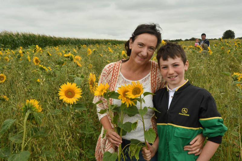 Kilkenny Sunflower Field to open this weekend