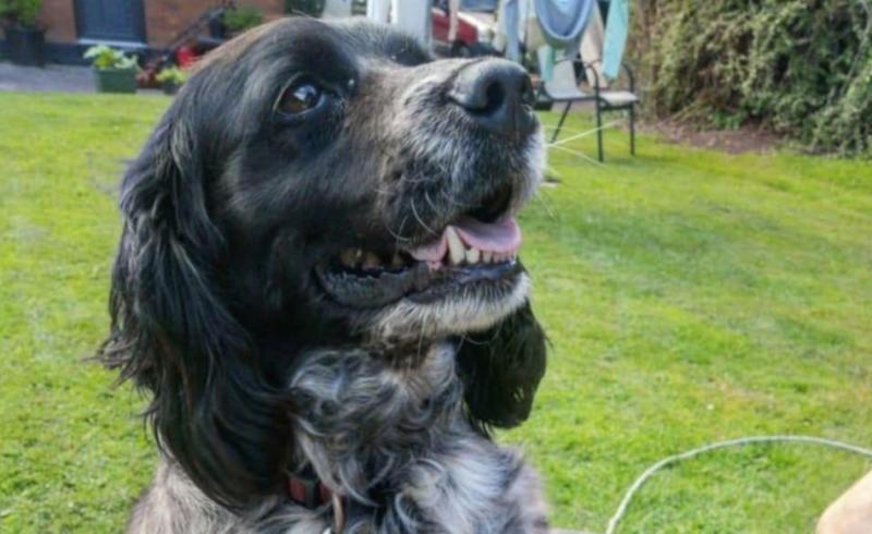 Beloved Kilkenny pooch Smokie returned to rightful home after being stolen and sold