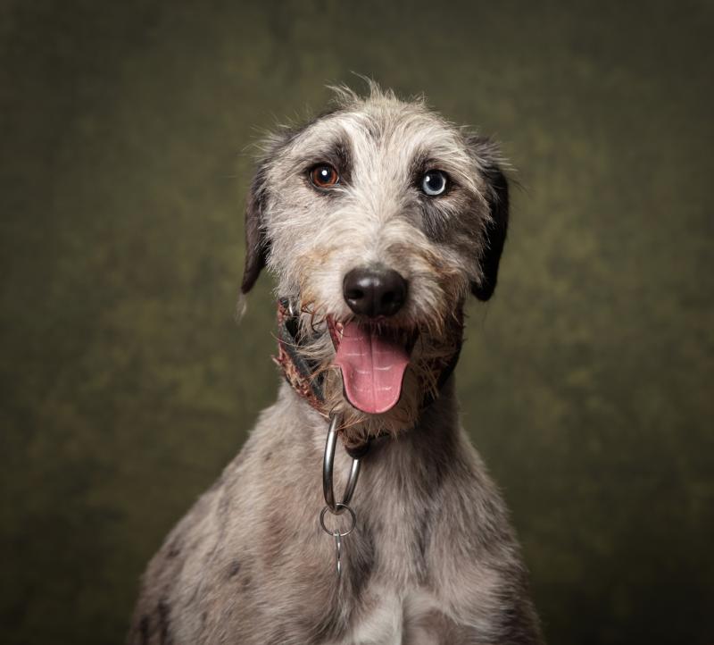 Entries now open for Kilkenny's Puppy of the Year competion