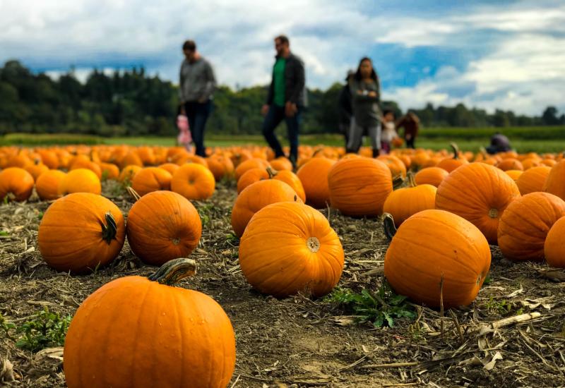 Details announced for Kilkenny Pumpkin Picking Festival 