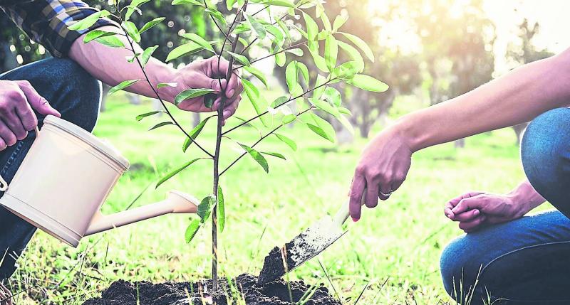 Eight Kilkenny schools back bid to plant a million trees!
