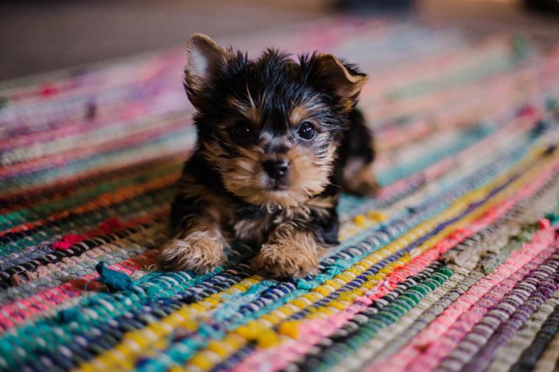 Most popular puppy names in Kilkenny revealed