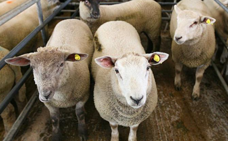 Advance payments of €16million issued to almost 20,000 farmers in Sheep Welfare Scheme