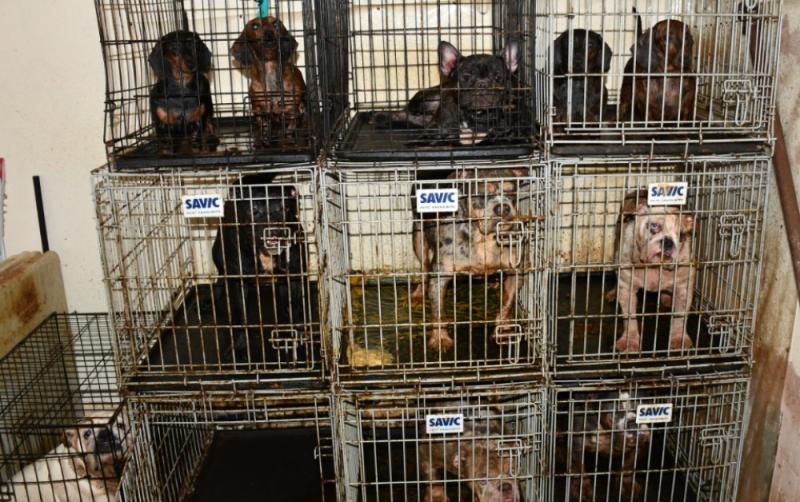 Gardai seize 38 dogs, tarantulas and other animals following raid