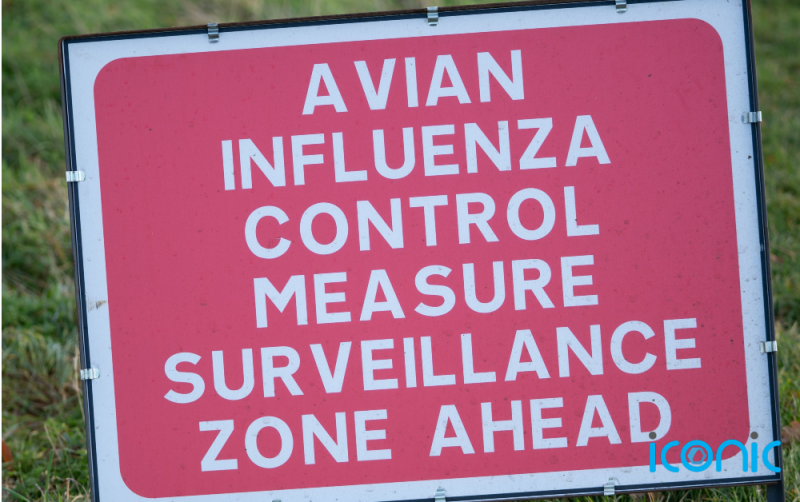 Poultry keepers in Ireland and Northern Ireland warned to 'act now' to stop avian flu