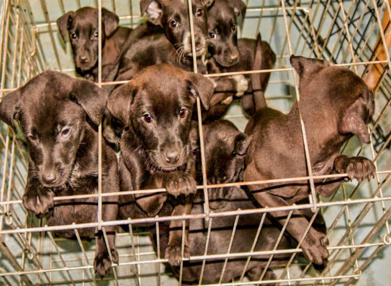 Beware of unscrupulous dog sellers this Christmas - Kilkenny gardaí
