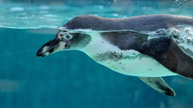 Dublin Zoo moves birds including penguins and flamingoes indoors over Avian Flu fears