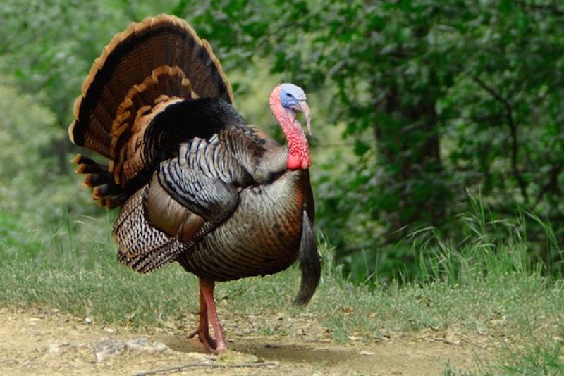 Evidence of avian flu found in Irish turkey flock