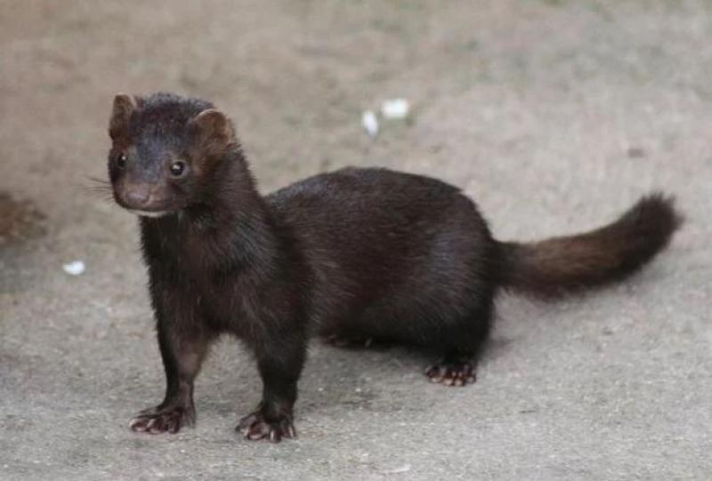 Minks on farms in Donegal, Kerry and Laois to be culled