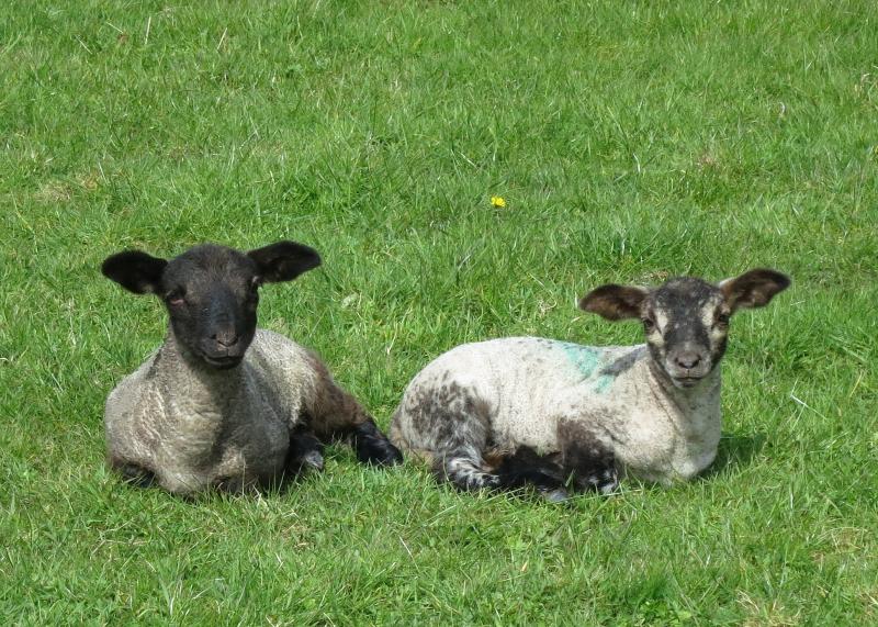 Two pet lambs stolen from garden in Dunmore