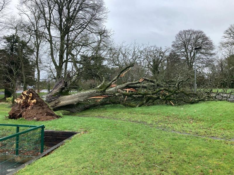 Storm Dudley: Trees down across Kilkenny City and County as 85km/hr winds recorded