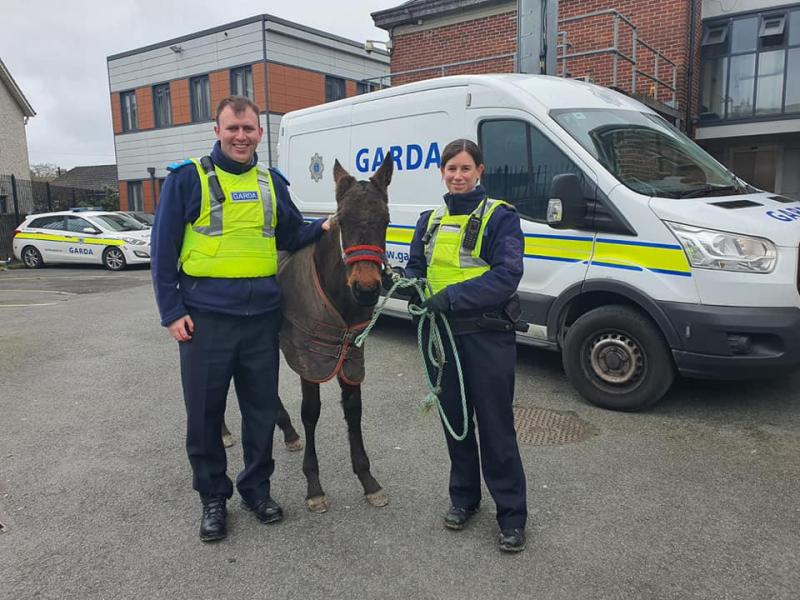 Injured foal seized by Kilkenny gardaí 