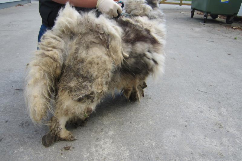 Woman barred from owning animals after neglected dog had to be sedated to be groomed