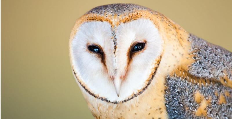 Brood of six barn owls recorded in Kilkenny