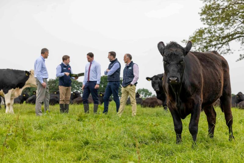 New research suggests Irish beef cattle emissions can be significantly reduced by improved genetics