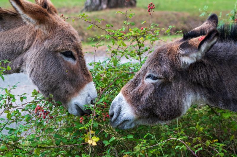 'Be mindful' - Public advised not to feed horses and donkeys without the owner’s permission