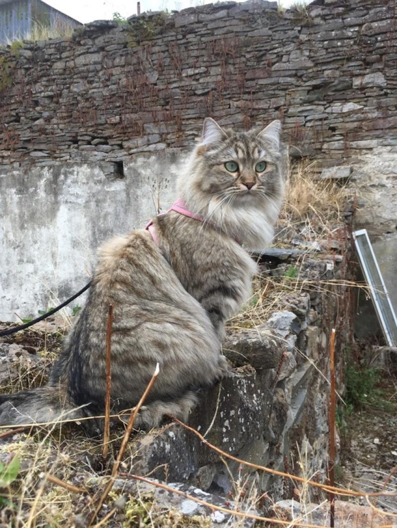 MISSING: Have you seen Lilo? - Kilkenny Live