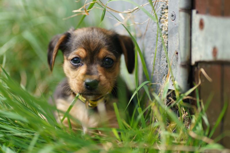 Dogs Trust Ireland decreasing numbers entering Irish dog