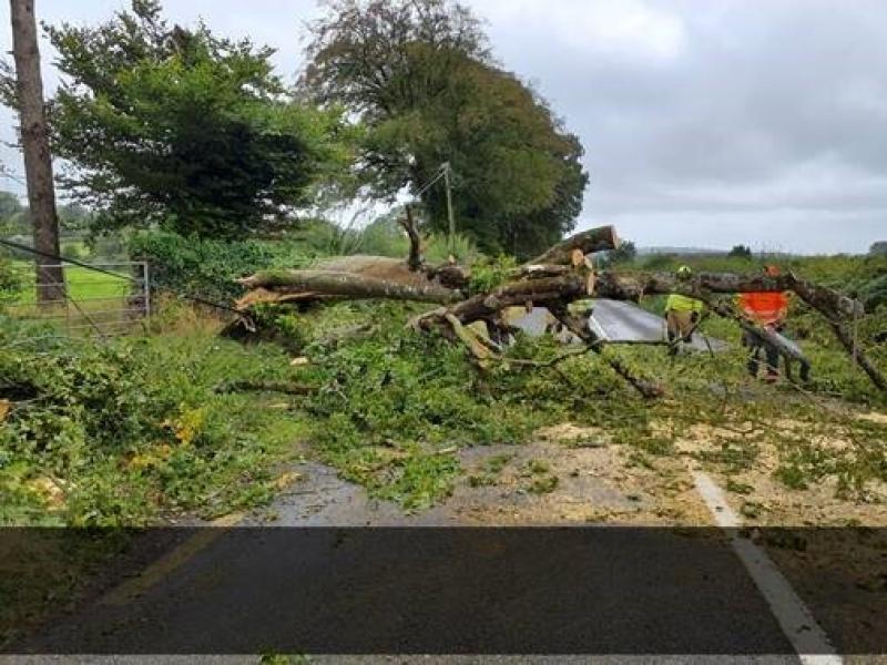 Trees fall following blustery conditions in Kilkenny 