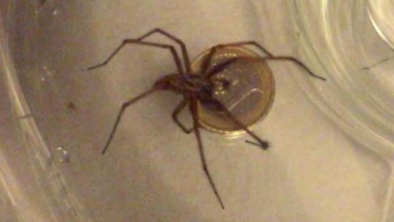 Top tips for Kilkenny householders as spiders move indoors