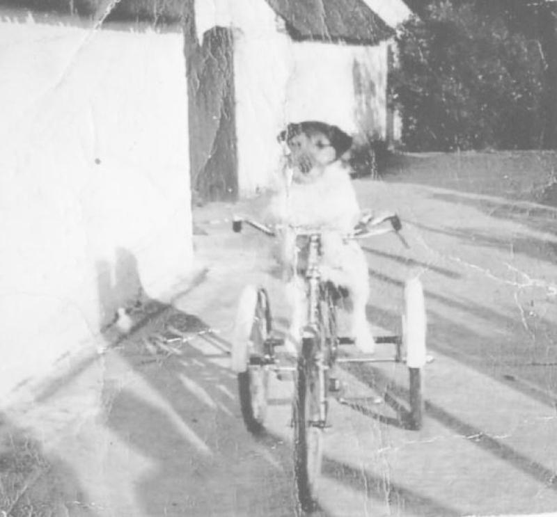 The Kilkenny dog that cycled the town in the 1950s