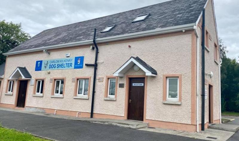 Dog shelter in Kilkenny makes plea for help as they hit capacity before Christmas