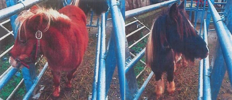 Gardaí impound two horses in Kilkenny