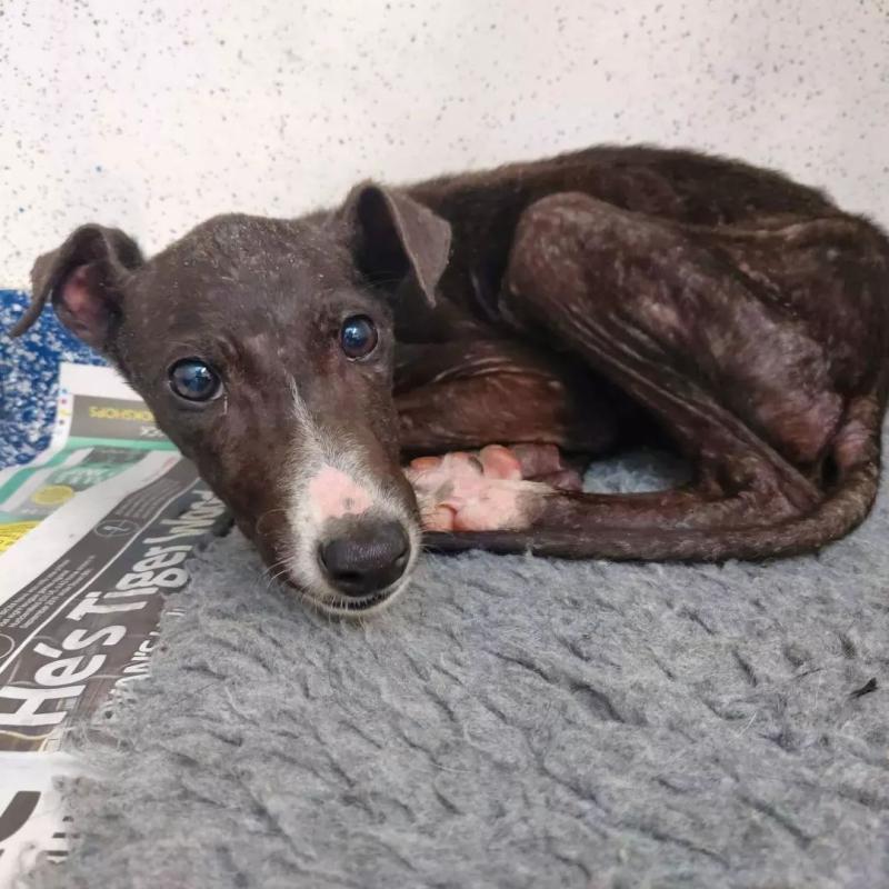 Huge vet bills and staffing issues force animal shelter that serves Kilkenny to close