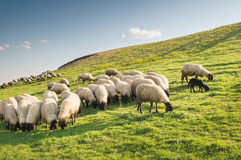Kilkenny farming