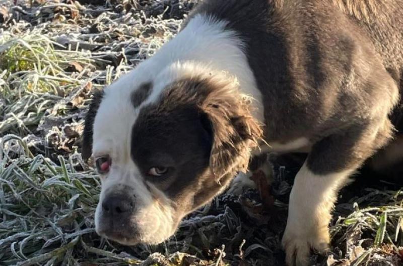 'Petrified' dog rescued from the freezing cold in Kilkenny