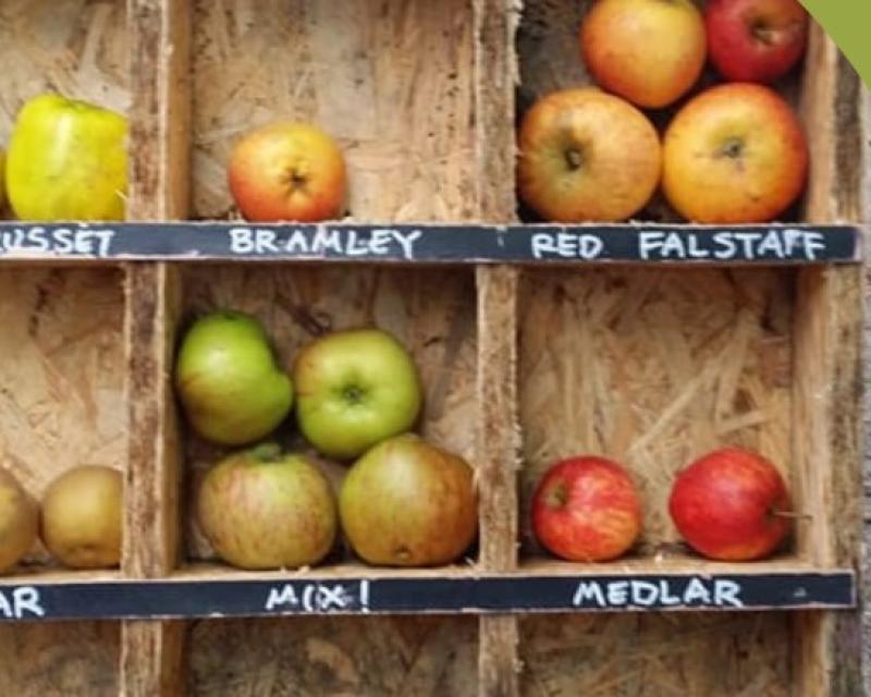 Keep Kilkenny Beautiful are giving away 250 apple trees