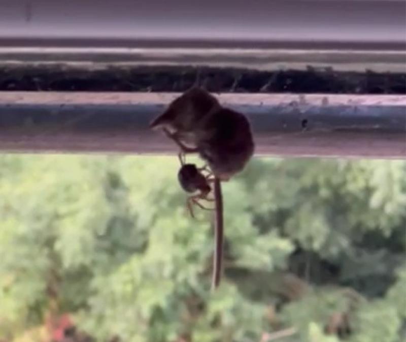 Noble false widow spider found preying on pygmy shrew - Kilkenny Live