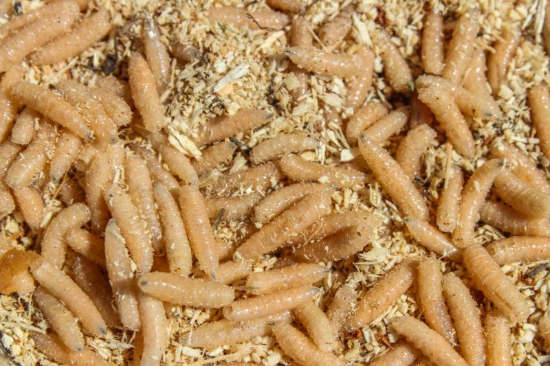A plague of maggots discovered in Castlecomer - Kilkenny Live