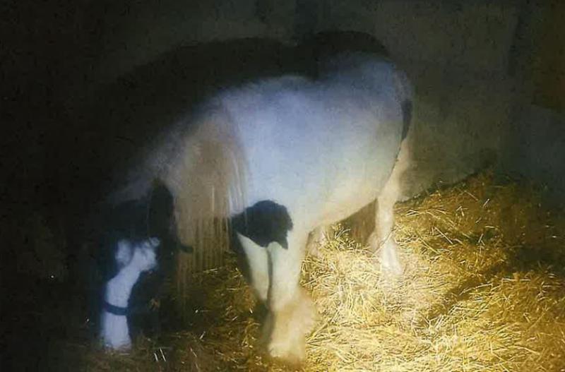 Horse impounded by Kilkenny County Council